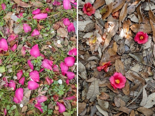 【比較】ツバキとサザンカの違いとは？花の散り方・葉・開花時期から見分ける方法
