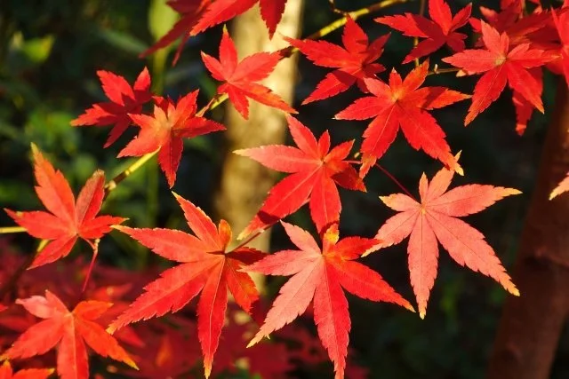 【比較】モミジ（紅葉）とカエデ（楓）の違いとは？名前の由来と葉の特徴、見分け方を解説
