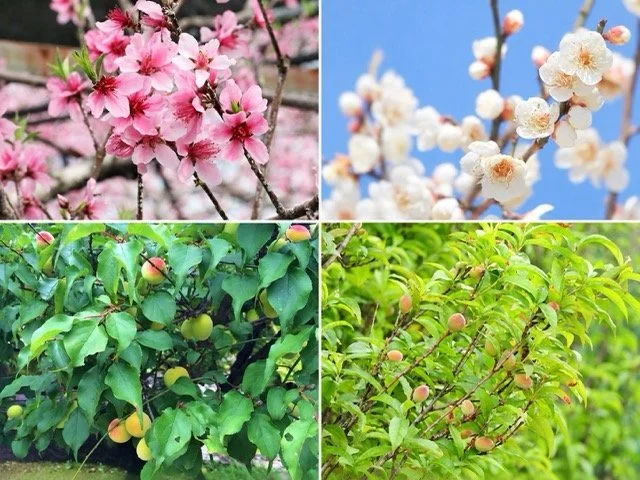 【比較】モモ（桃）とウメ（梅）の違いとは？花・葉・実・開花時期から見分ける方法