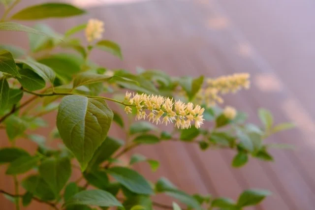 アメリカズイナ（小葉の髄菜）の育て方｜白い花穂と紅葉を楽しむ品種・剪定・植え付けを解説