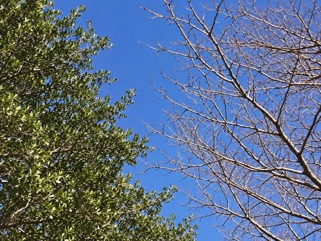 【比較】落葉樹と常緑樹の違いとは？特徴・代表的な種類・庭木の選び方を解説