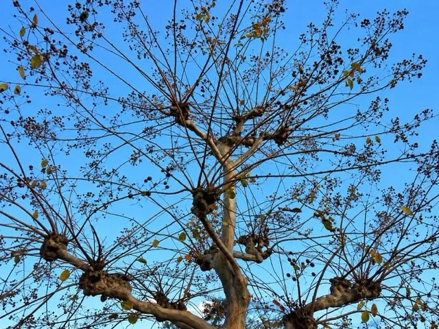 【庭用語】こぶ仕立てとは？枝にこぶができる仕組みと剪定・管理のポイント