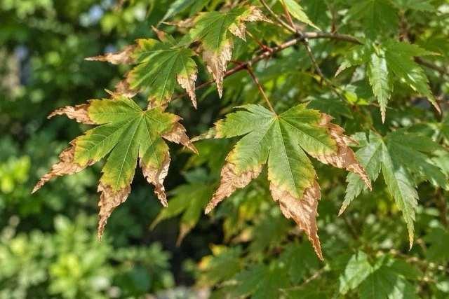 夏の葉焼けとは？葉が茶色くなる原因と、傷んだ植物の対処・予防方法