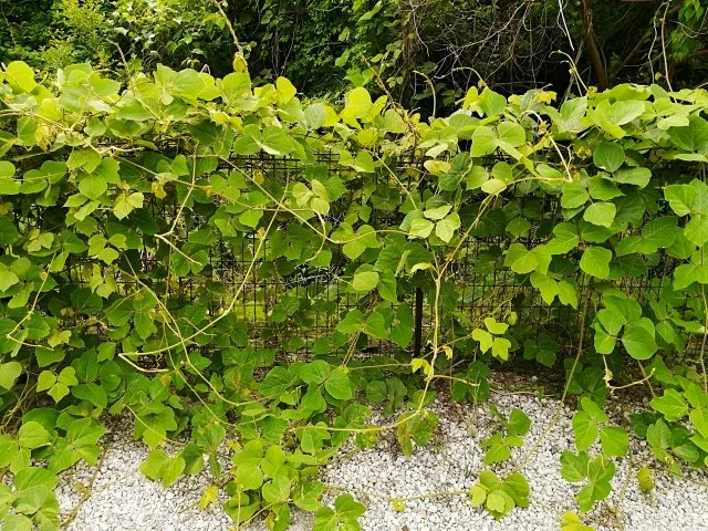 つる植物の除草方法｜クズ・ノウゼンカズラ・ヘクソカズラ・ヤブガラシの取り除き方と再発対策
