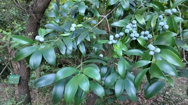 ナギ