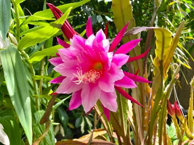 クジャクサボテン