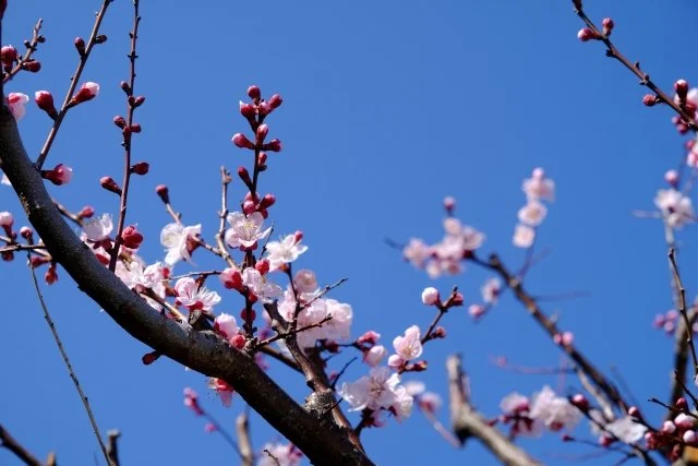 アンズの育て方と特徴｜春の花と夏の実が楽しめる人気果樹 — BOTANICA：園芸・造園・ガーデニング・植物の情報サイト