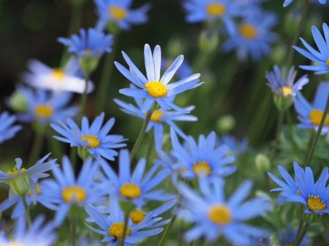 ブルーデージー