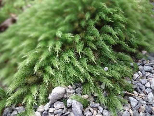 ヒノキゴケ