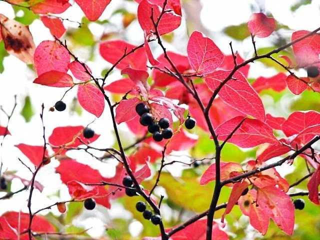 ナツハゼ紅葉