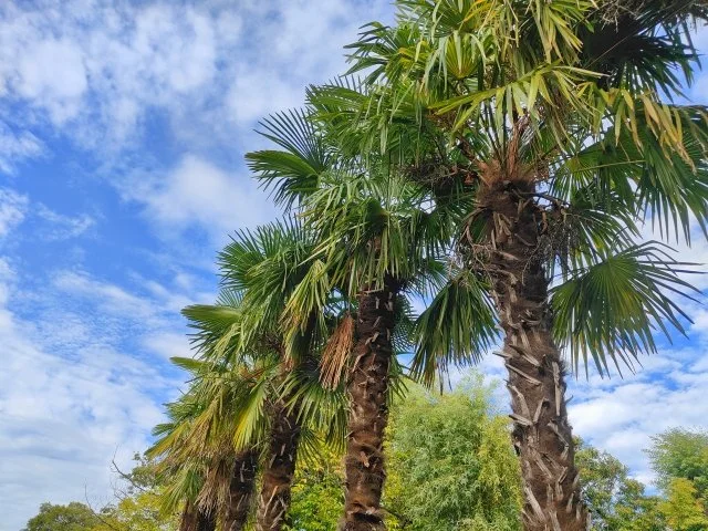 シュロ