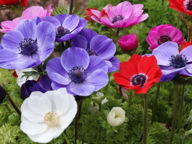 アネモネ