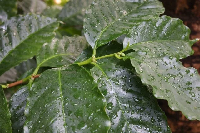 コーヒーノキ葉