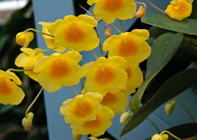 デンドロビウム花