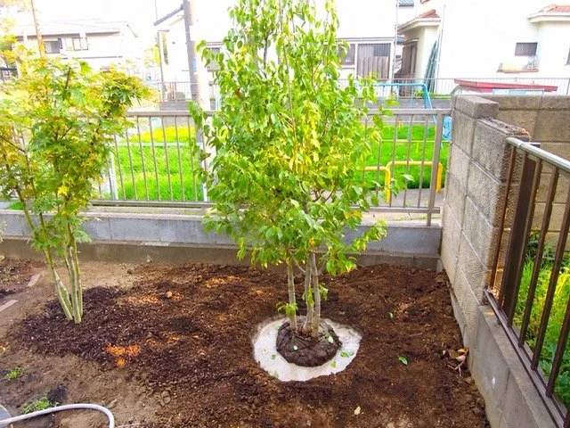 植え付け