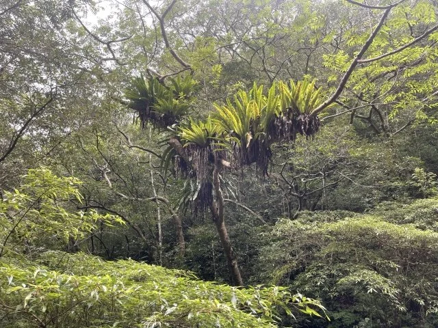 オオタニワタリ