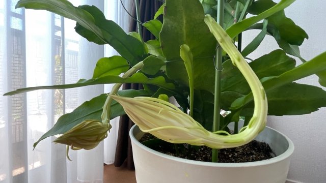 クジャクサボテン