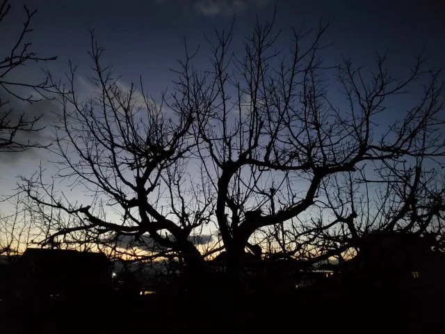 徒長枝