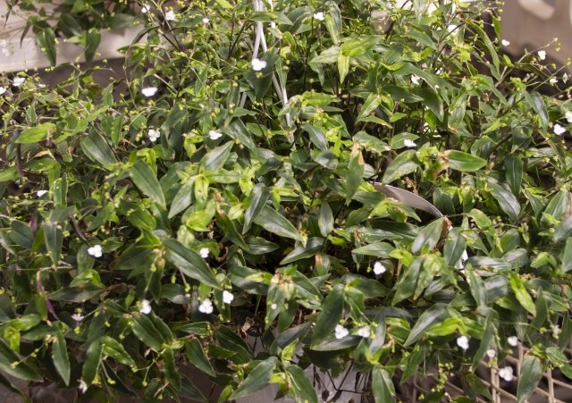 ブライダルベール