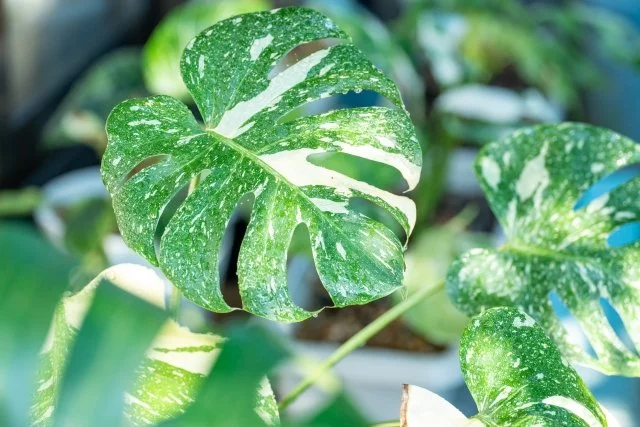 斑入り植物