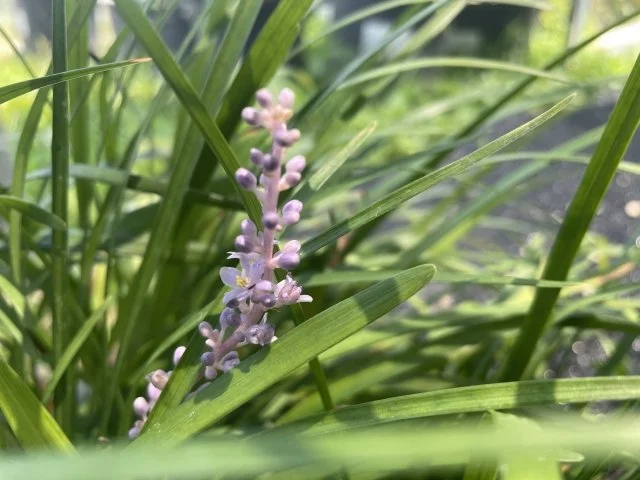 タマリュウ花