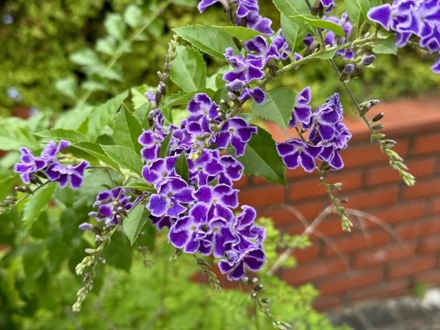 デュランタ