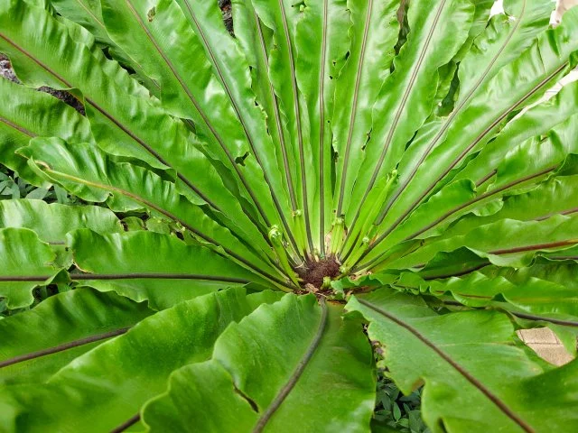 シマオオタニワタリ