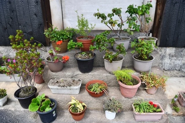 鉢植え