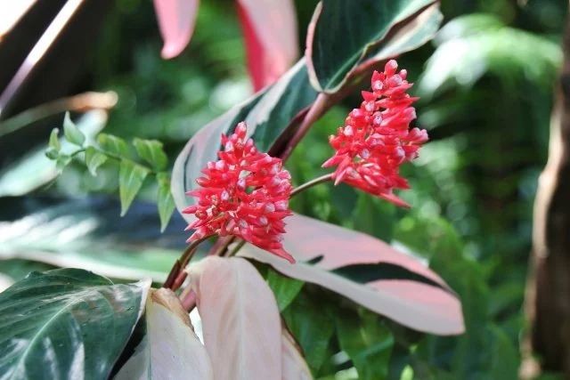 ストロマンテ花