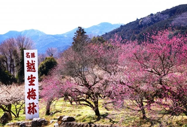 越生梅林