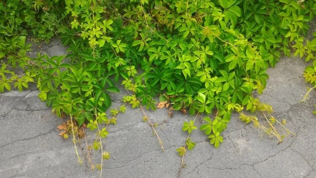 シュガーバイン