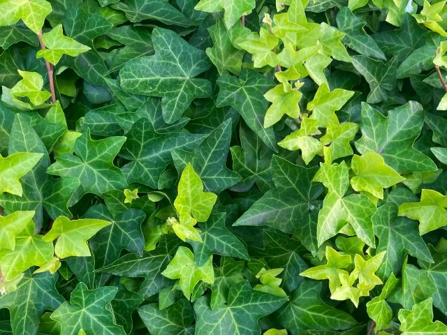 アイビーヘデラ