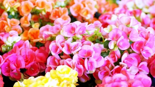 リーガスベゴニア