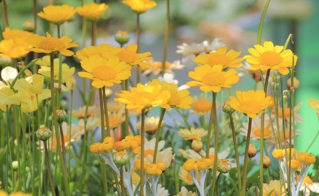 クリサンセマム・ムルチコーレ