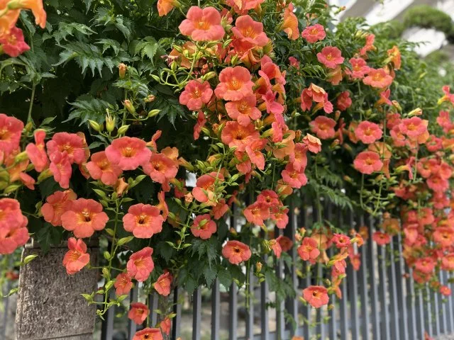 ノウゼンカズラ花