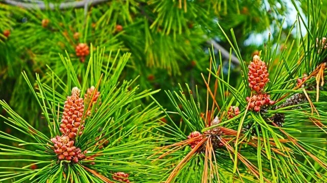 風格ある和のシンボルツリー|マツの特徴と活用法 — BOTANICA:園芸・造園・ガーデニング・植物の情報サイト
