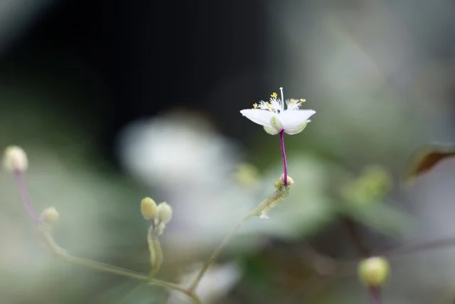 ブライダルベール花