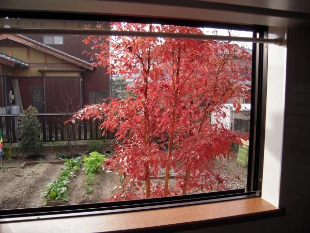 ヒメシャラ紅葉
