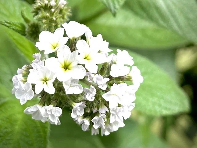 ヘリオトロープ花