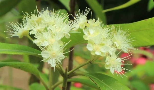 レモンマートル