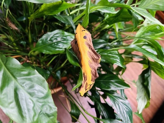 スパティフィラム葉