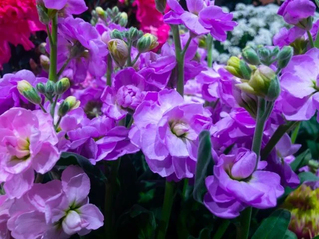 ニオイアラセイトウ