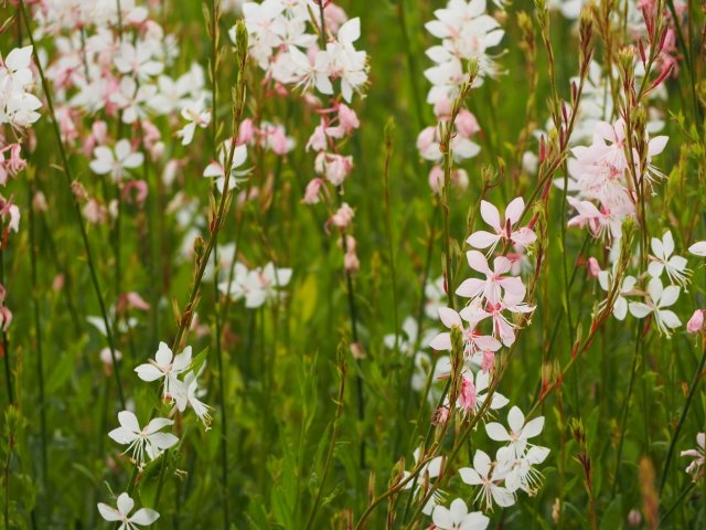 ハクチョウソウ