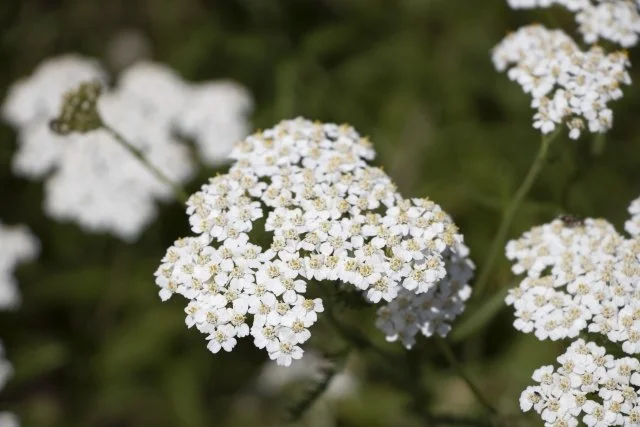 セイヨウノコギリソウ花