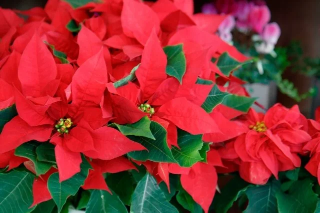 ポインセチア