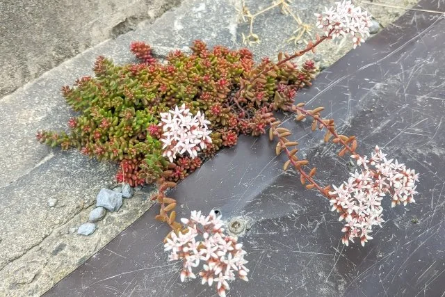 セダム・アルブム