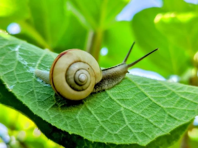 カタツムリ