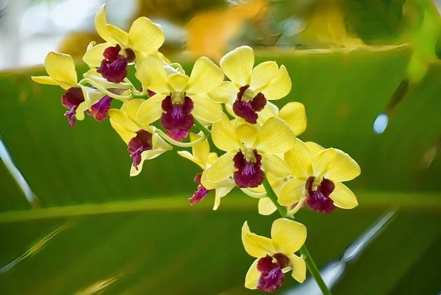 デンドロビウム花