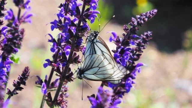 サルビアネモローサ