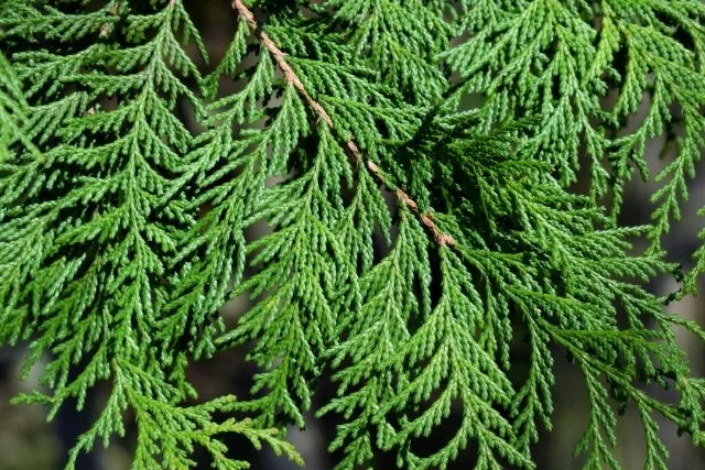 日本固有の木・サワラの魅力と剪定のコツを徹底解説 — BOTANICA:園芸・造園・ガーデニング・植物の情報サイト